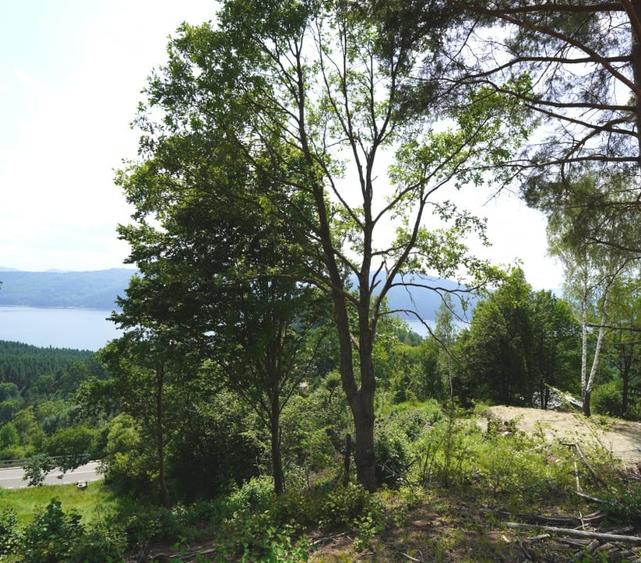 Teren agricol intravilan de 1723 mp, în Hangu