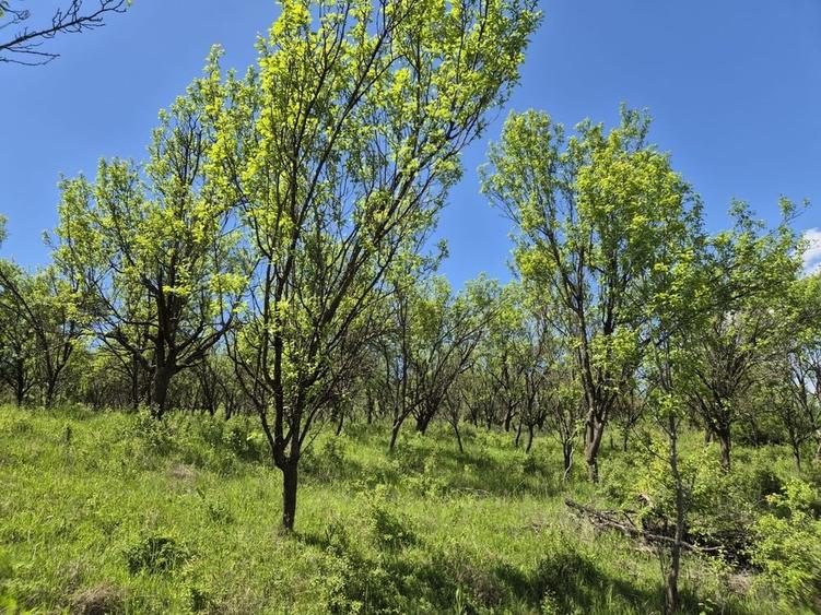 Teren de 3632 mp, în Bârlea