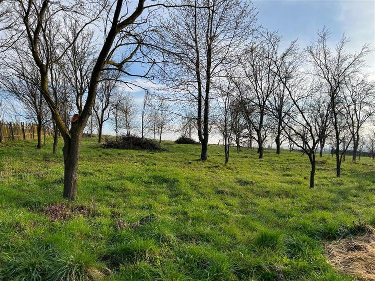 Teren intravilan de 4872 mp, în Antoceni