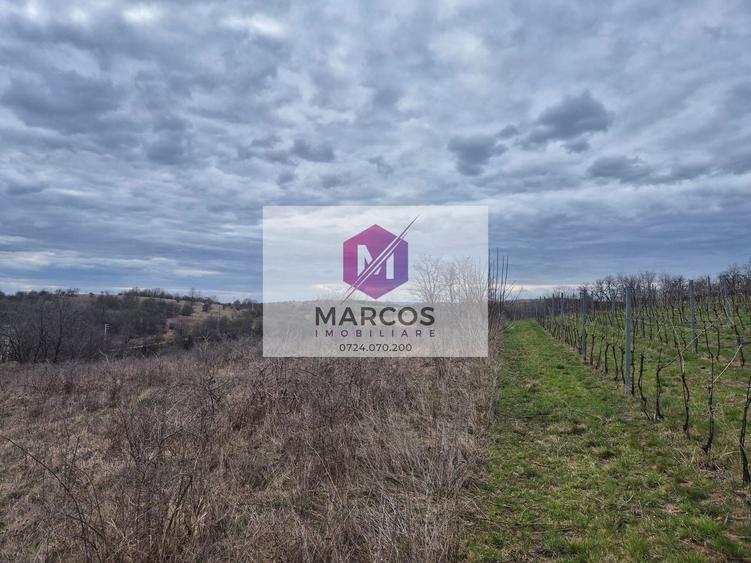 Teren agricol extravilan de 11400 mp, în Iabalcea