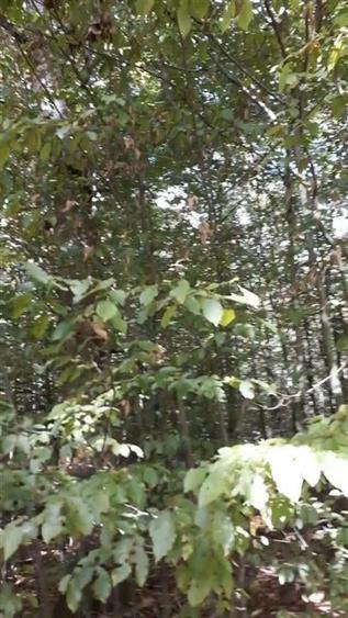 Teren agricol extravilan de 80000 mp, în Filipeștii de Pădure