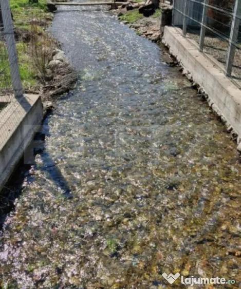 Casă cu 4 camere cu Teren 3300 Mp în Debarcader