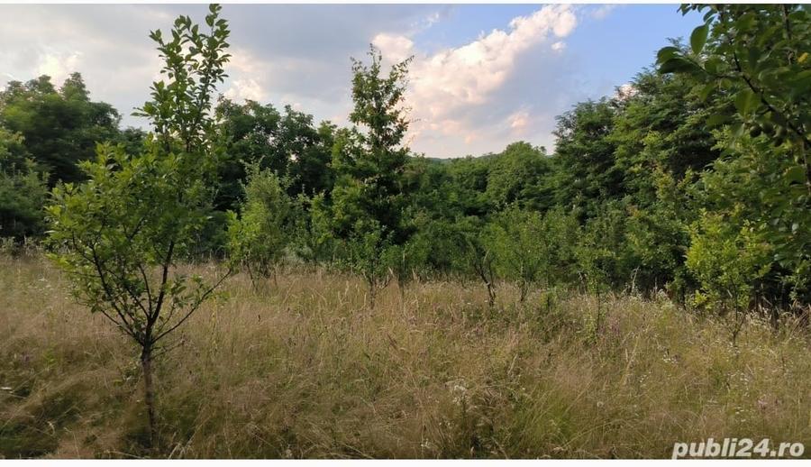 Teren de 1290 mp, în Scorțeni