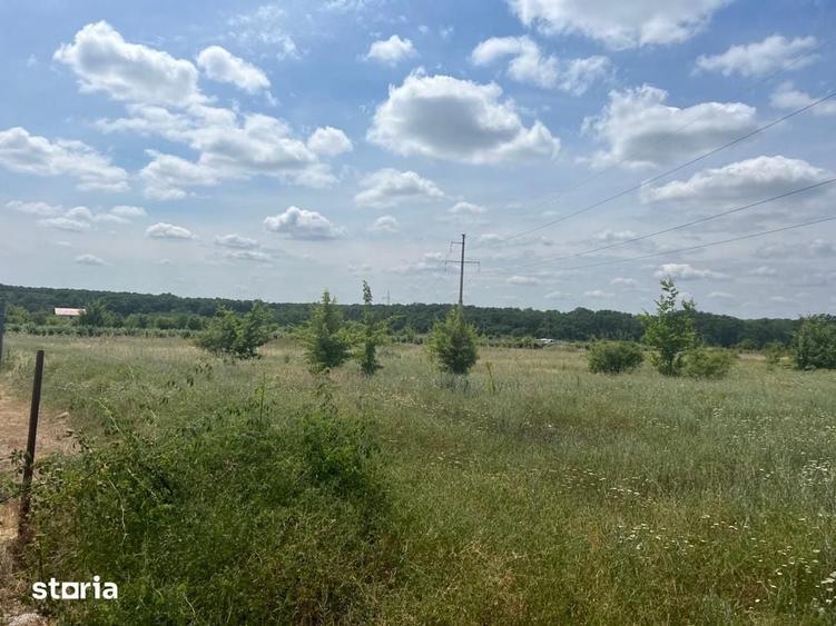 Vand Teren intravilan Branesti Str Violetelor 1036mp direct proprietar - 5