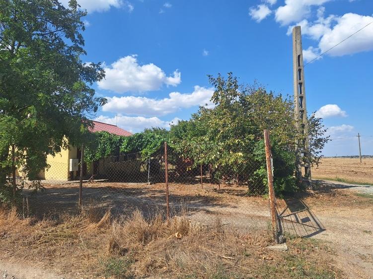 Teren agricol intravilan de 10000 mp, în Mihail Kogălniceanu