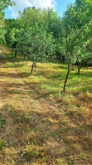 Teren de 6000 mp, în Stoilești