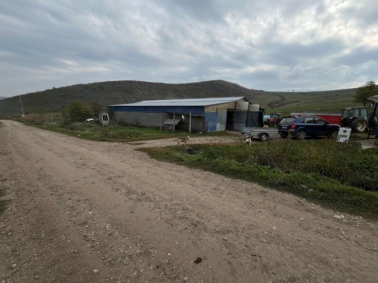Teren Construcții intravilan de 6500 mp, în Frata