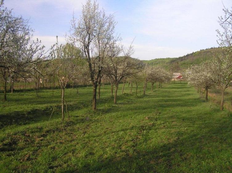 Teren Construcții intravilan de 6090 mp, în Călinești