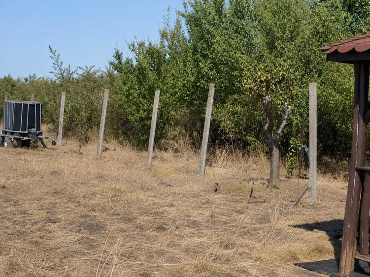 TEREN DE VANZARE LIVADA DIN PALEU, in apropiere de Dealul Viilor - 3
