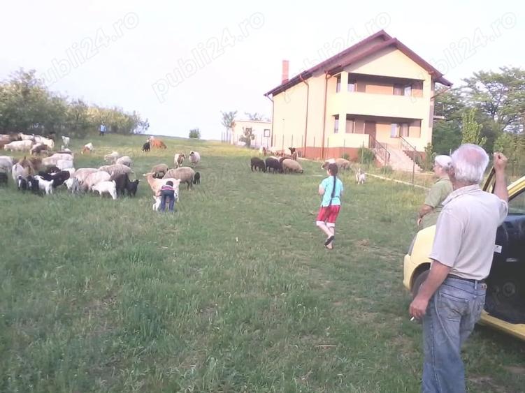 Teren de 4000 mp, în Central