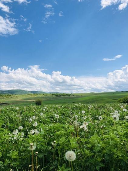Teren de 120000 mp, în Baciu