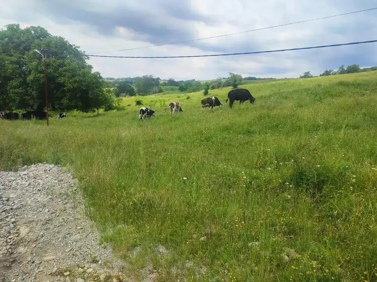 Teren intravilan de 46800 mp, în Gura Beliei