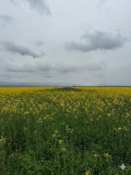 Teren agricol extravilan de 5050 mp, în Câmpineanca