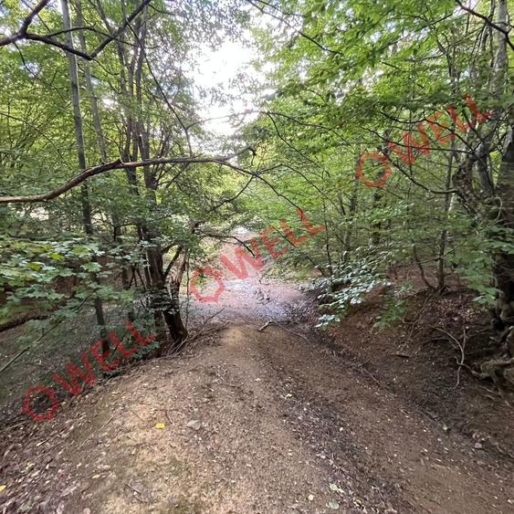 Teren agricol extravilan de 5.5 mp, în Cernat
