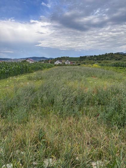 Teren de 1400 mp, în Dumitra