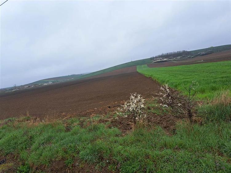Teren intravilan de 7800 mp, în Ghenetea