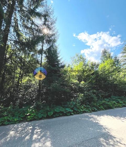 Teren intravilan de 3800 mp, în Tarcău