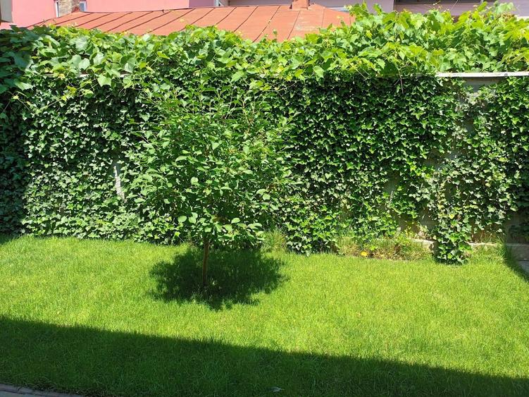 Vanzare proprietate cu doua case si intrari separate curte Giulesti - 16