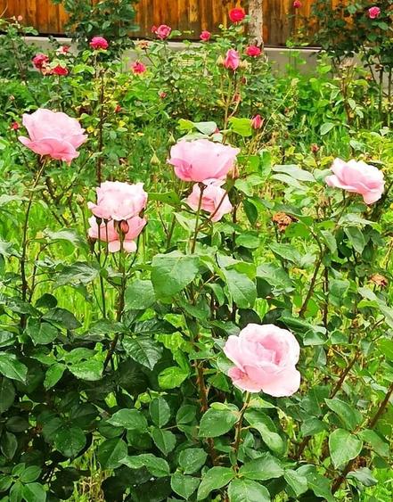 Casă cu 2 camere cu Teren 76.5 Mp în Central