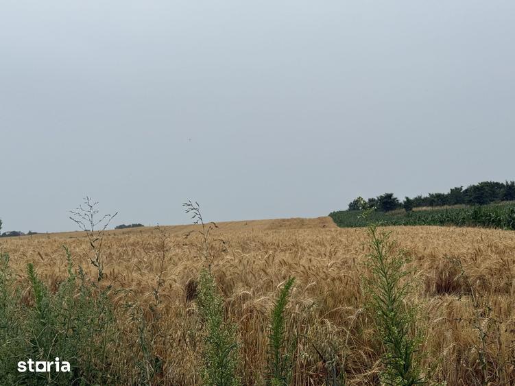 Teren de 3900 mp, în Moara