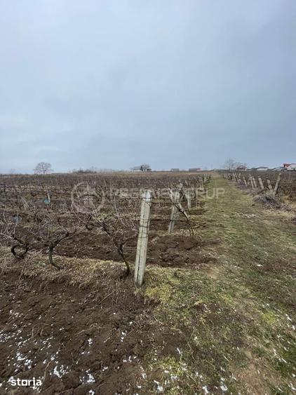Teren intravilan pentru dezvoltare 4.209mp, Tomesti - 2