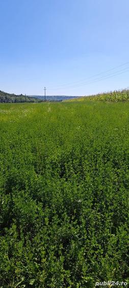 Teren de 2000 mp, în Pătrăuți