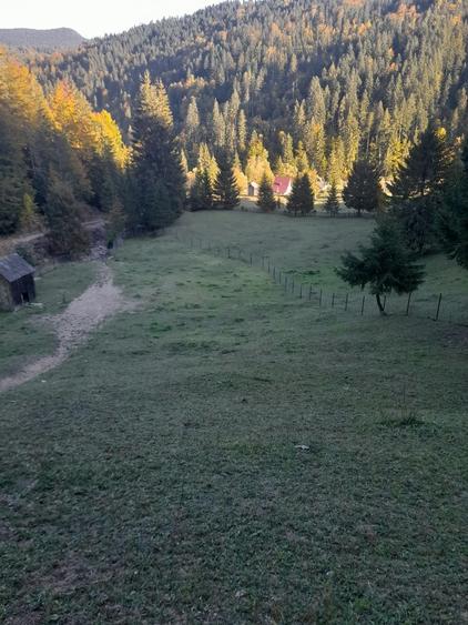 Teren de 4378 mp, în Poiana Teiului