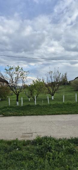 Teren de 1000 mp, în Central