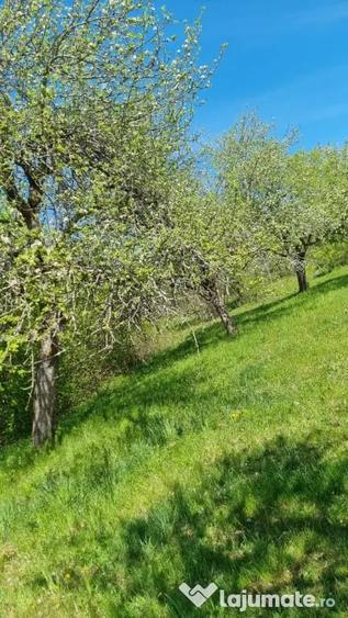 Casă cu 3 camere în Avram Iancu (Vârfurile)