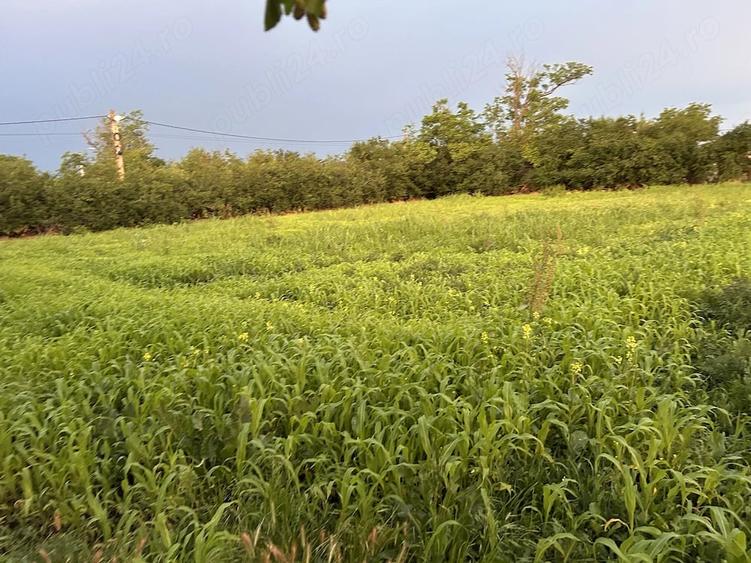 Teren de 1500 mp, în Răsmirești