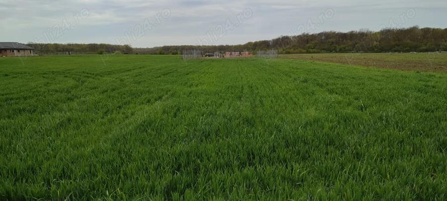 Teren de 1000 mp, în Călugăreni