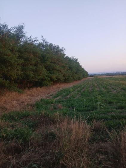 Teren de 2000 mp, în Horodnic