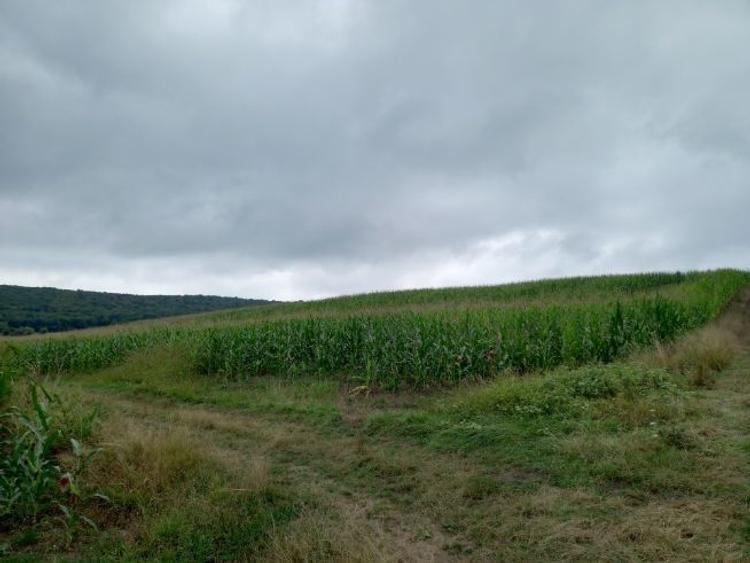 Teren agricol extravilan de 5800 mp, în Moișa
