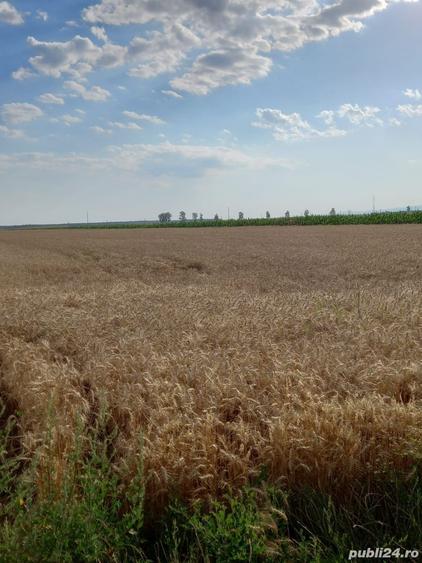 Teren de 12000 mp, în Țintești