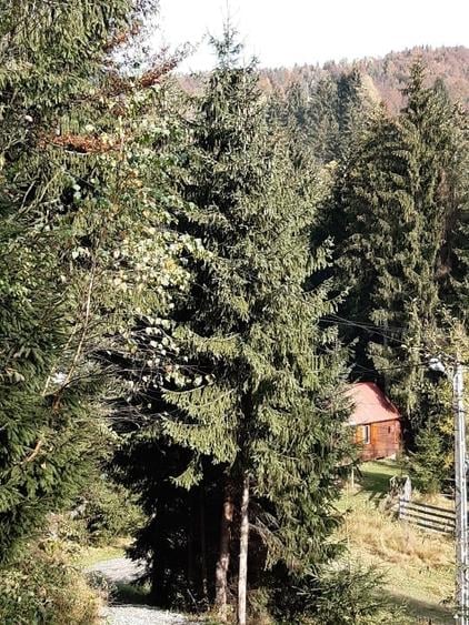 Teren intravilan de 1600 mp, în Arieșeni
