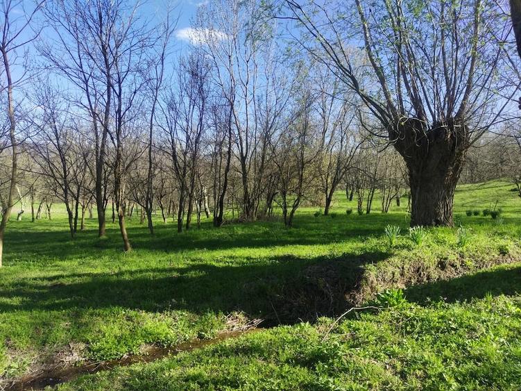 Teren de 1506 mp, în Drajna