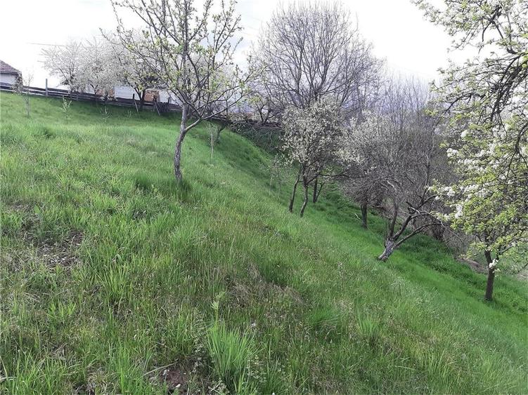 Teren de 1017 mp, în Arpașu de Sus