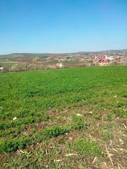 Teren de 3300 mp, în Râciu