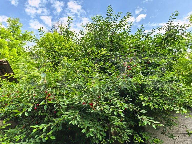 Casă individuală cu 4 camere cu Teren 3000 Mp în Răducăneni