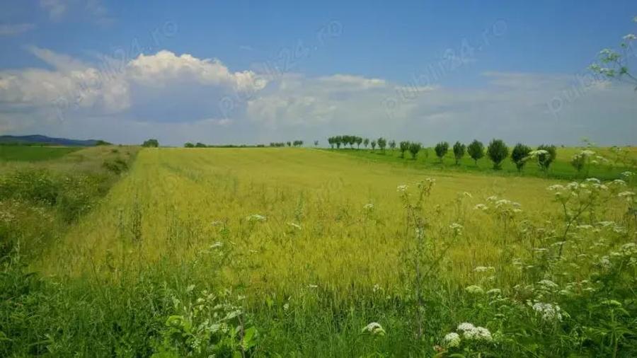 Teren de 3300 mp, în Urleta
