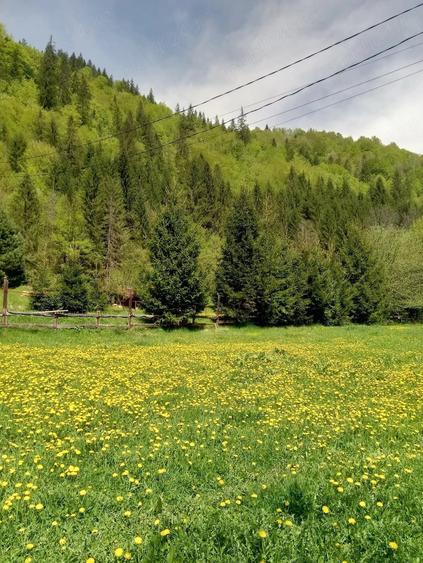 Teren de 2200 mp, în Voineasa