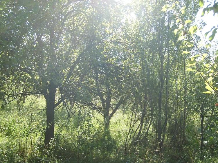 Teren de 5349 mp, în Vlădești