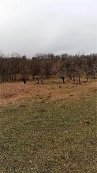 Teren agricol extravilan de 9826 mp, în Aluniș