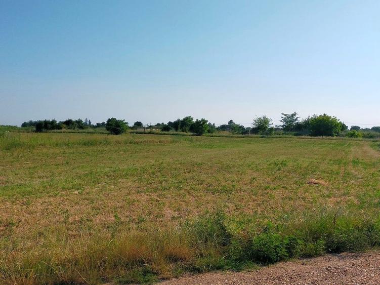 Teren intravilan 2,502mp Moara Vlasiei - 2