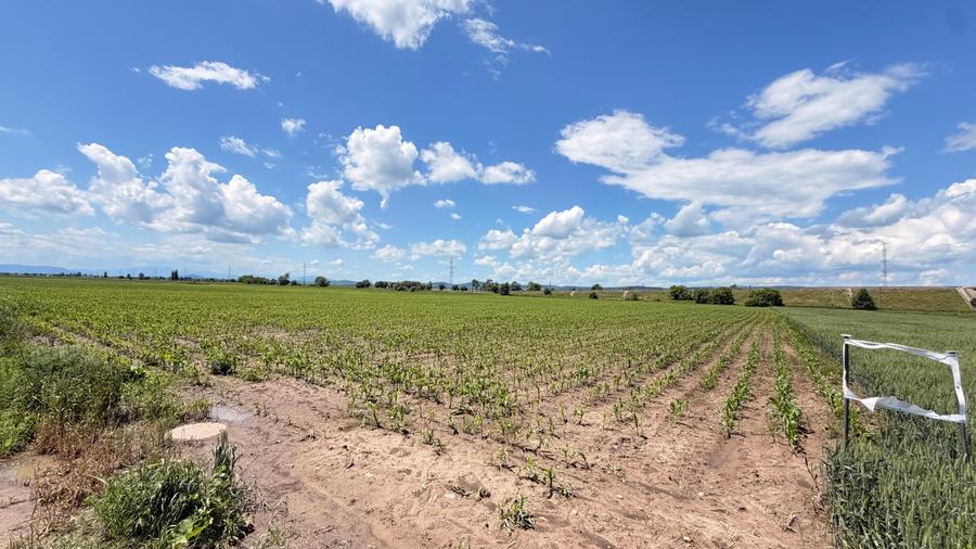 Teren agricol extravilan de 11671 mp, în Ozun