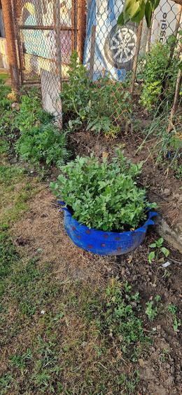 Casă cu 3 camere cu Teren 1400 Mp în Șimian