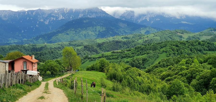 Teren Construcții extravilan de 2500 mp, în Peștera