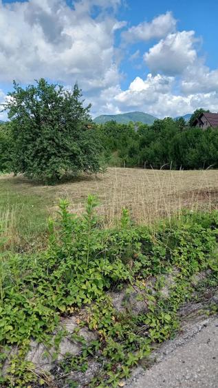 Teren de 100 mp, în Baia Sprie