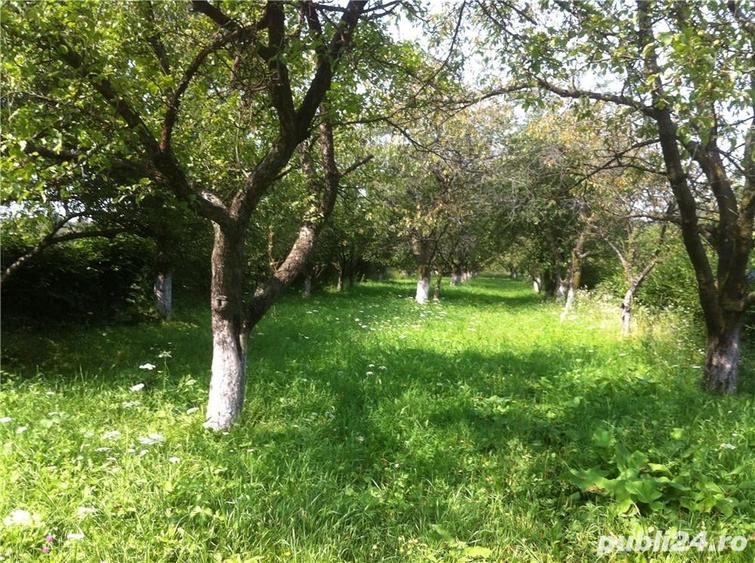 Teren de 3200 mp, în Rășinari