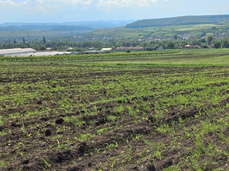 Teren extravilan in Pestisu Mare cu potential imobiliar - 2
